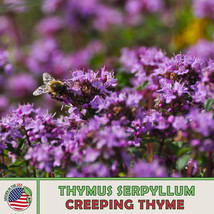 350 Creeping Thyme Seeds Thymus Serpyllum Ground Cover Herb Garden Beautiful USA - £8.24 GBP