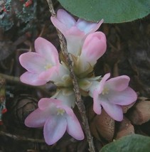 US Seller 120Pcs Trailing Arbutus Seeds New Fresh Seeds - $13.82