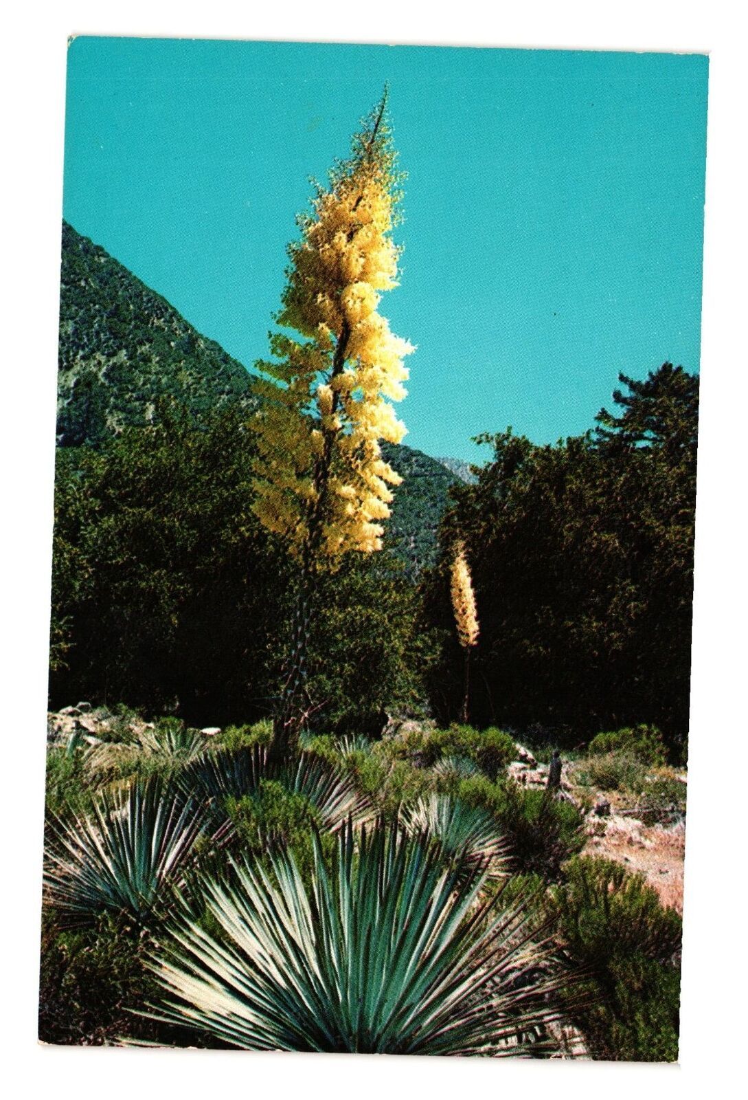 Primary image for Vintage Postcard Native Yucca In Bloom Desert Cactus Floral Flower