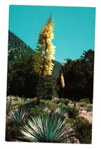 Vintage Postcard Native Yucca In Bloom Desert Cactus Floral Flower - £6.02 GBP