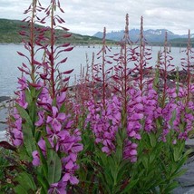 US Seller Fireweed Seeds Epilobium Angustifolium 50 Seeds Fast Shipping - $22.95