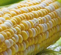 Corn, BI-Color, Butter N Sugar , Heirloom, 99+ Seeds, A Bicolor Delight - £2.35 GBP