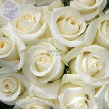 50 Seeds Rose Purely White European Flower Light Fragrant Flower For Marry Fresh - £9.56 GBP