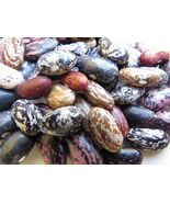 Quail Dry Bean - fabulous array of patterns and colors in a vigorous bus... - €4,97 EUR