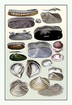 Shells: Dimyaria #2 - £15.42 GBP