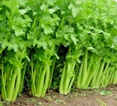 1000 Tall Utah Celery Seeds Organic Vegetable Sprouts Gardening Fresh USA Seller - £7.88 GBP