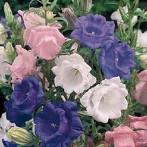 50 Cup And Saucer Mix Campanula Canterbury Bells Perennial Flower Seeds ... - $13.65