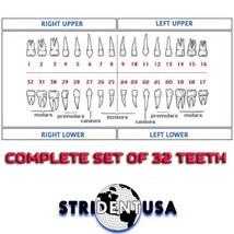 Ivorine Teeth Set for Typodont MODEL 860 (32 TEETH)  Fits Columbia Typodont 860 - £15.80 GBP