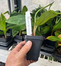 Cuban Red Banana Plant - Live Plant - AKA Red Dacca - $19.77