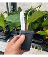 Cuban Red Banana Plant - Live Plant - AKA Red Dacca - $19.77