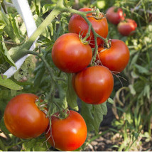 Fresh Garden Arkansas Traveler Tomato Seeds, NON-GMO, Heirloom, Heat Tolerant, F - £7.41 GBP