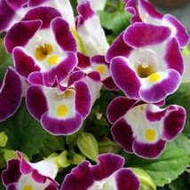 USA Seller 1R7D5 Torenia Kauai Seeds 500 Flower Seeds Burgundy Fast Shipping - $37.70