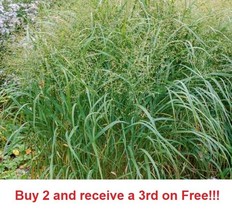 SD 1000 Switch Grass Seeds Native Prairie Tall Grass Clumping Ornamental... - $221.49 MXN