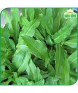 1200+ CULANTRO SEEDS  12g-NGÒ GAI-MEXICAN CORIANDER-THAI PARSLEY 98% GER... - $9.99