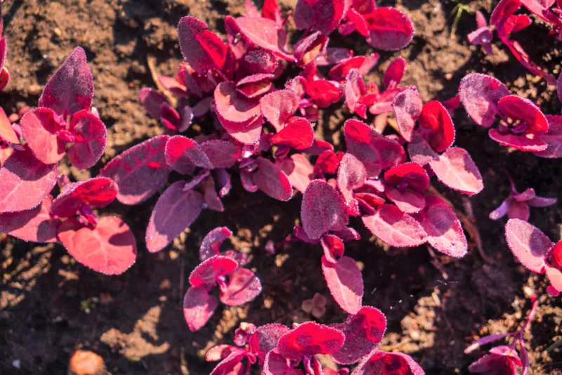 150 Seeds Magenta Magic Orach Mountain Spinach Atriplex Hortensis Red Leaf Green - £9.13 GBP