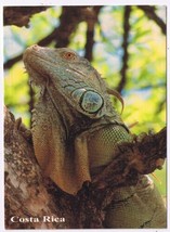 Postcard Green Iguana Costa Rica - £3.93 GBP