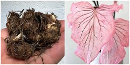 Pink Symphony Caladium bulbs live plant ppp Perennial mature root bulb rhizome - £28.66 GBP