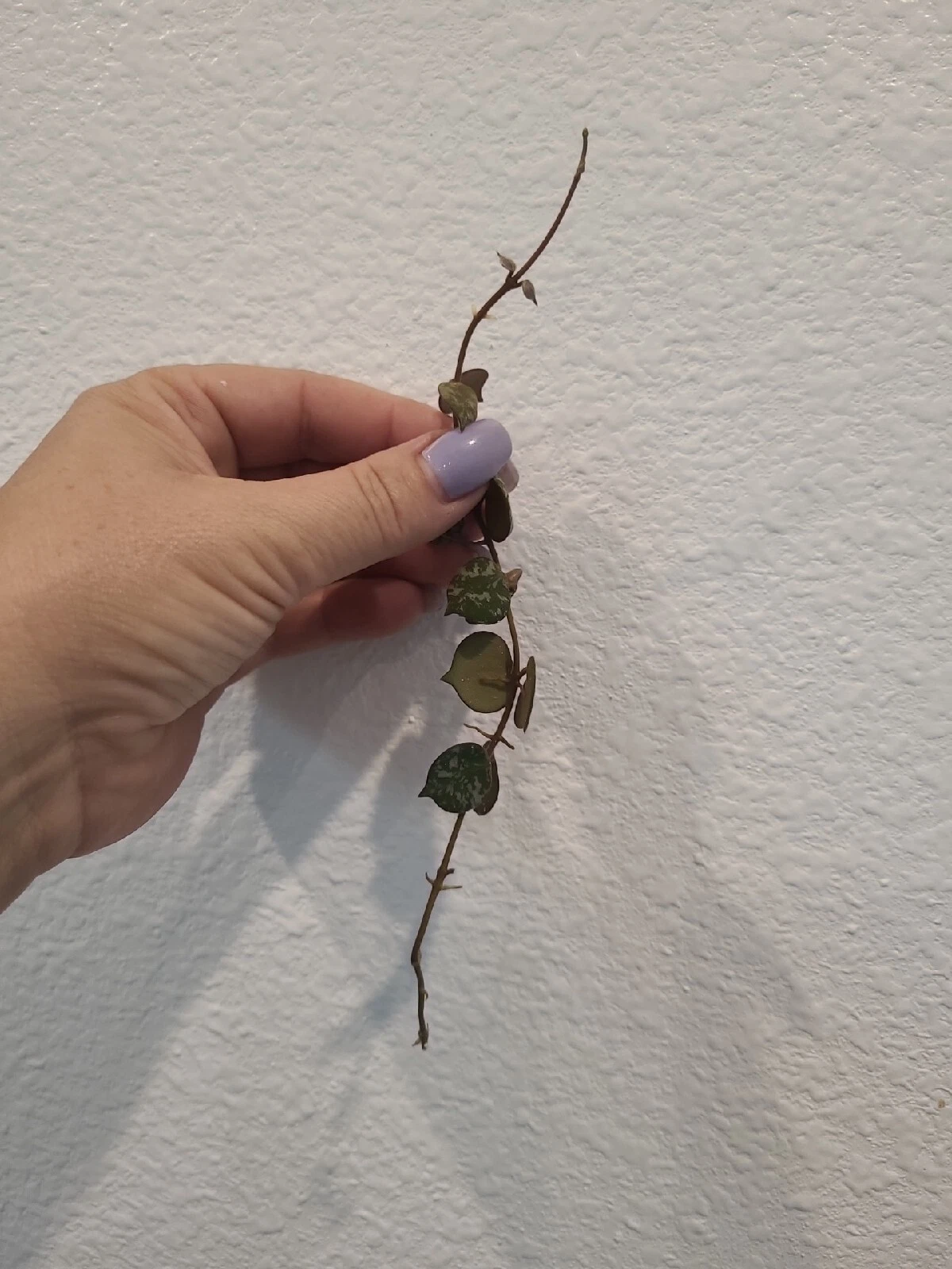 Hoya Curtisii Cutting 6&quot;  Wax Plant Fresh Cutting for Propagation - $17.22