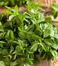 Fenugreek Herb Curry Powder Non GMO Heirloom Variety Sizes Bulk Seeds - $186.77 MXN