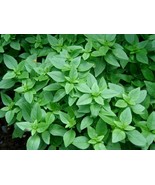 Spicy Globe Basil Basil Bush  FRESH - $12.00