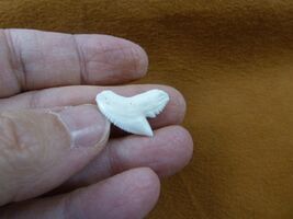 s1-4 Small 3/4 inch White TIGER SHARK T**TH T**th jewelry wire pendant C... - $13.99