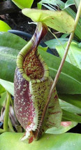 Nepenthes rafflesiana green varsquat pitcher plant - £2.13 GBP