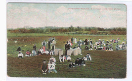 Cranberry Picking Cape Cod Massachusetts 1910 postcard - £5.06 GBP