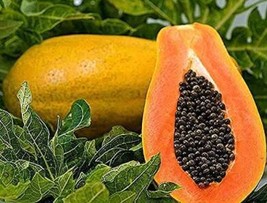 Papaya Seeds Rare Yellow Natural Tropical Dwarf Waimanalo Fruit 4000 Seeds Easy  - £60.75 GBP