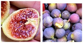 COLD HARDY Fig Trees 2 Live Plants “Celeste ” Home And Garden - £33.56 GBP