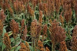 Septh 100 Wild Game Food Plot Sorghum Aka Milo Deer &amp; Game Bird Bicolor Seeds * - £4.76 GBP