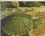 Enjoy Your Turtle [Pamphlet] Richard Haas - $5.57