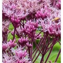 LimaJa 300 Joe Pye Weed Seeds Lilac Florets Butterfly Open Pollinated Seeds 6 - £4.81 GBP