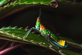 Colombian Insects by Victor Vieda, Amazing Photo High Quality Printed Photograph - £11.79 GBP+