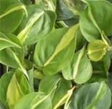 Green &amp; Gold Variegated Brasil Philodendron Starter Plant - £4.11 GBP