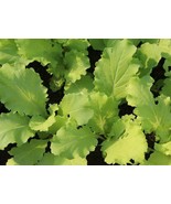 PSA Viola Johnny Jump Up Plant Flower 500 Perennial Garden Flower Fast Grow - $24.14 CAD