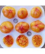 FMG Big Rainbow Seeds 25 Seeds Fast Growing - €12,00 EUR