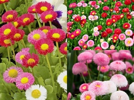 400+ENGLISH DAISY MIX Flower European Wildflower Early Blooms Groundcover Seeds  - £13.38 GBP