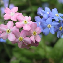 Exotic Forget Me Not in Pink Blue and White mix olors half gram of seeds (.5 g) - $5.37