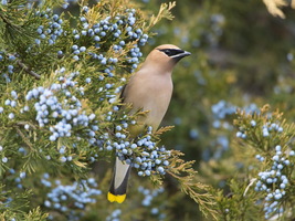 Cedar Waxwing Seated in Cedar, photo print Allena Yates - £36.05 GBP+