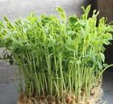 5 Seeds Dun Pea MICROGREEN Seeds Heirloom Seeds for Sprouting Non-GMO  - £8.68 GBP