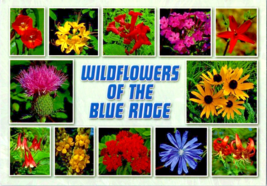 Postcard Wild Flowers of the Blue Ridge Mountains  6 x 4 inches Unposted - £4.69 GBP