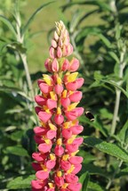 New Fresh Seeds 25 Pink Yellow Lupine Seeds Flower Perennial Flowers Hardy Seed - $7.78