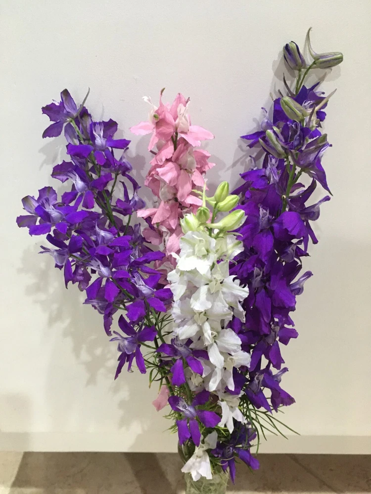 Rocket 150 Seeds Stunning Larkspur organic - €2,22 EUR