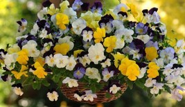 15 Pansy Seeds Cool Wave Mix Trailing Pansy (Hanging Pansy) Garden USA Seeds - $10.50