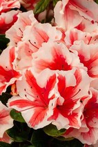 1 pcs Autumn Starburst Encore Azalea Live Plant Full Gallon Pot - £65.11 GBP