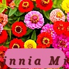 Fast Growing Zinnia Lilliput Mix Elegans Mixed Colors Heirloom Pollinators - $5.57