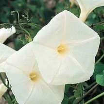 30+ PURE WHITE &quot;&quot;PEARLY GATES&quot;&quot; MORNING GLORY FLOWER SEEDS - $9.84