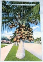 VINTAGE Florida Postcard Coconut Palm Fruit - £2.83 GBP