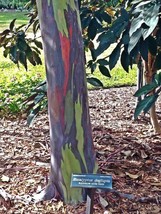 Grow In US 100_Seeds Eucalyptus deglupta Rainbow-Eucalyptus Mindanao Gum - £19.10 GBP