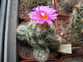 Escobaria Hesteri Hardy Ball Cactus Seeds New Fast Shipping - $337.12 MXN